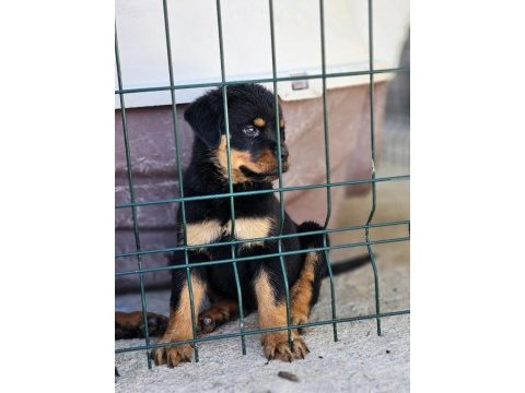 Erkek dişi a scr kif rottweiler