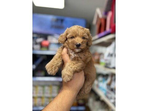 2 aylık bebek maltipoo