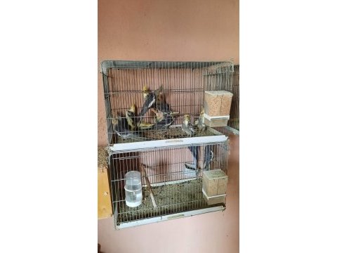 Bütün renklerde evcil sultan papağanları