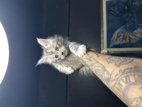 Saf kan dev xxl boy maine coon yavruları