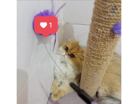 Şecereli british longhair dişi