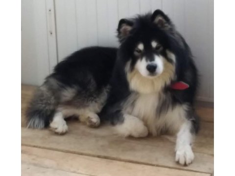 Alaska malamute 2 yaşındaki oğluma eş arıyorum