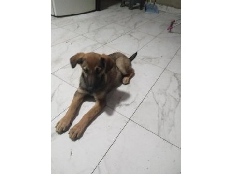 Sahibinden bakımlı köpeğimiz