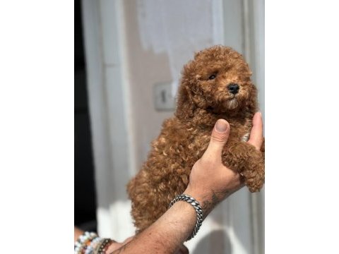 Güncel 1450 gr toy poodle kızımız