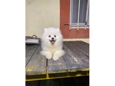 7 aylık pomeranian yavrumuz