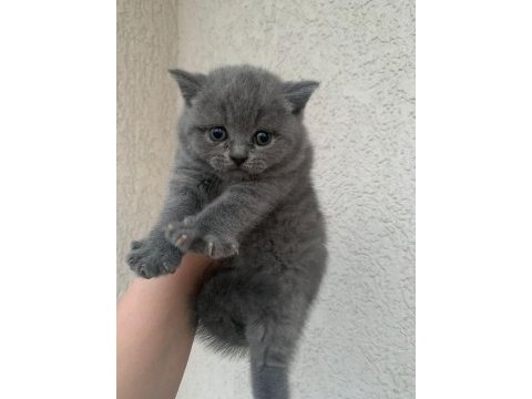 Safkan british shorthair yavrumuz