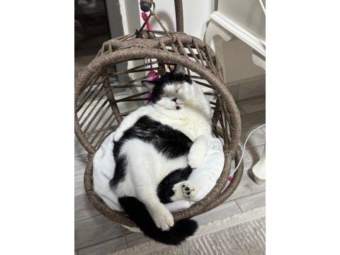 Ücretsiz bitter british shorthair kardeşler