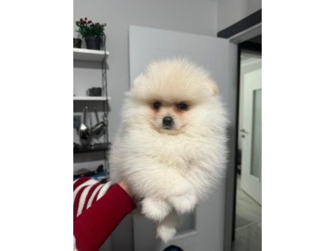 3.5 aylık teddy face pomeranian boo