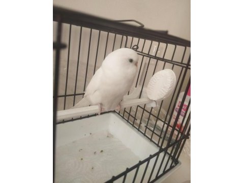 Albino 46 günlük yavrumuhabbet kuşu konuşmaya çok yatkın