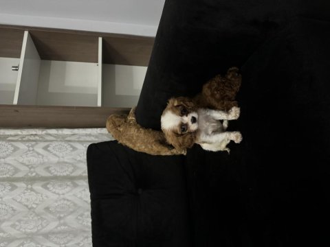 Anne altından cavalier king charles