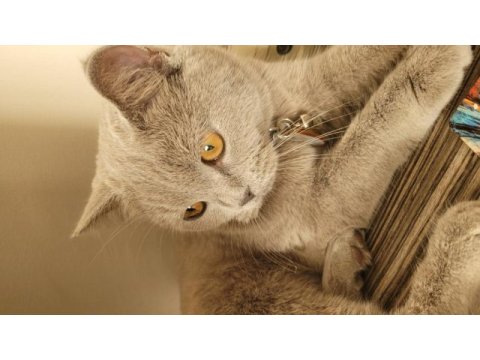2 yaşında dişi ve çok uysal british shorthair