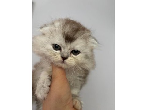 Scottish fold - longhair dişi ve erkek yavrular
