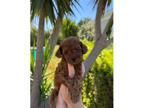 Dişi ve erkek teacup poodle