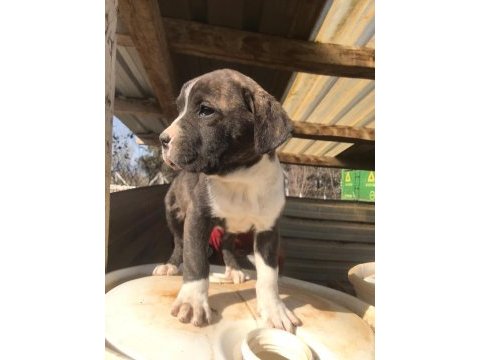 1 aylık yavrular yeni sahiplerini bekliyor presa canario
