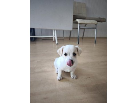 2 aylık yavru bebek chihuahua