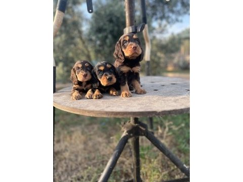 Egzotik renk cocker yavrularımız