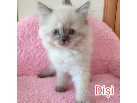 British longhair tuvalet eğitimleri verildi