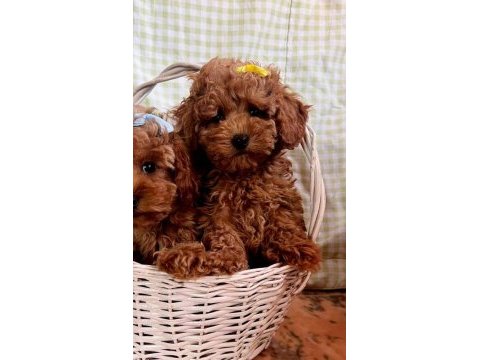 Toy poodle yavruları