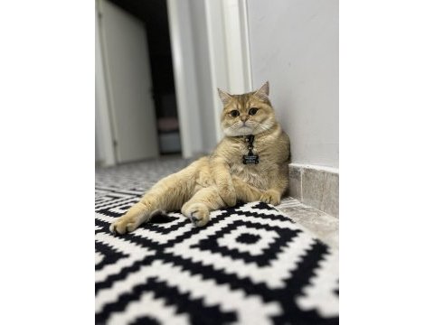 11 aylık erkek golden british shorthair