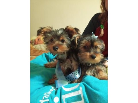 Çok tatlı yorkshire terrier yavruları