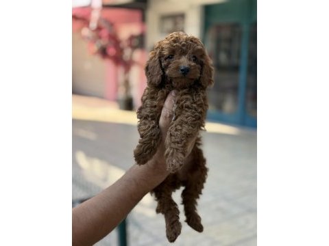 Konya içi elden teslim toy poodle bebekler