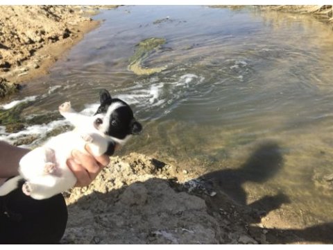 Kendi chihuahua kızımın yavruları