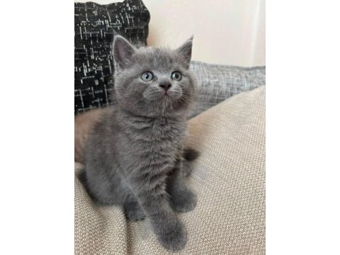 Brıtısh shorthaır 2 aylık yavrularımız