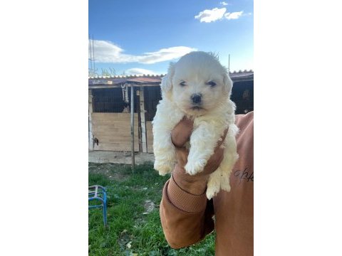 Maltese terrier yavrularımız