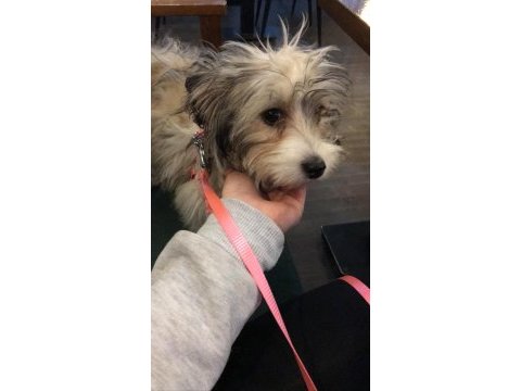 Süs köpeği maltese terrier 6 aylık