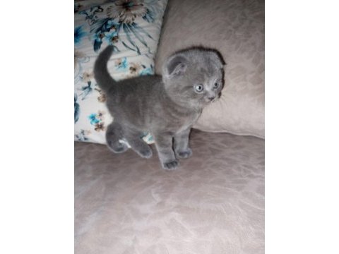Ev ortamında büyüyen scottish fold yavrum