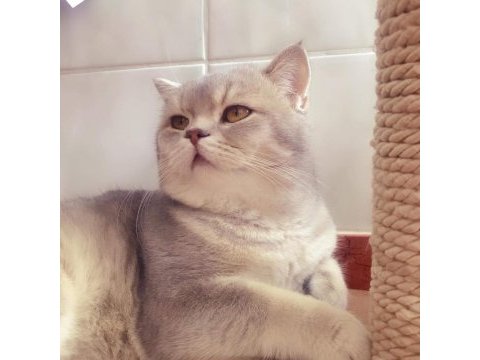 Son 2 yavru british shorthair
