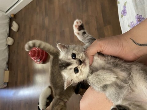 Yavru british shorthair antalya