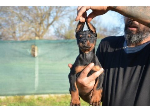 Şampiyon anne babadan doberman bebekler