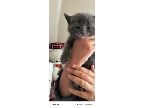2 aylık dişi british shorthair