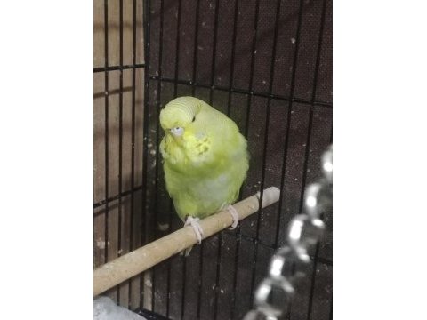Maşallah show jumbo muhabbet kuşu damızlık ve yavrular