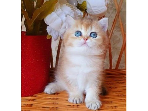 Dünya harikası golden ny12 british shorthair 