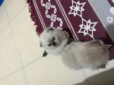 Irk ve sağlık garantili yavru kedilerimiz