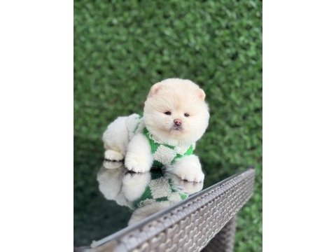 Sağlık ve ırk garantili pomeranian