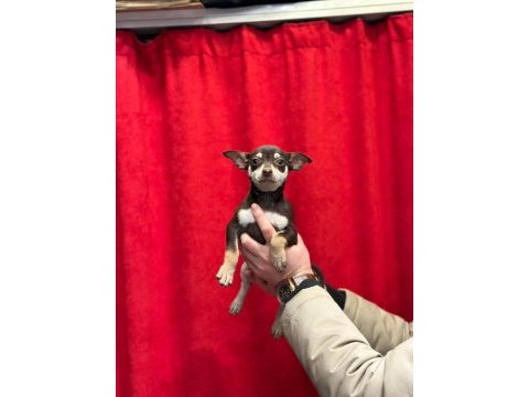 A+plus pinscher yavrular
