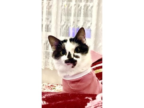 Tekir ev kedisi
