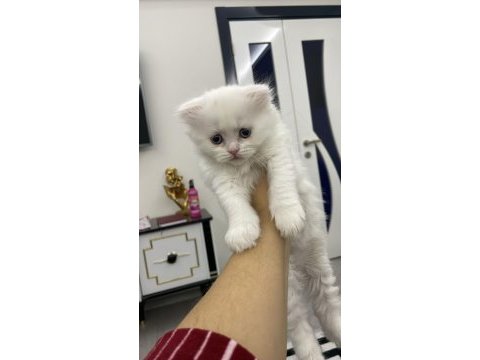 55 günlük dünya tatlısı kartopu british shorthair bebekler