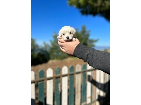 Irk garantili maltese terrier yavrular