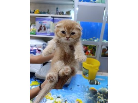 50 6 adet günlük scottish fold yavrularımız