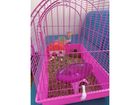 Yavru hamster kafesiyle ve yemiyle