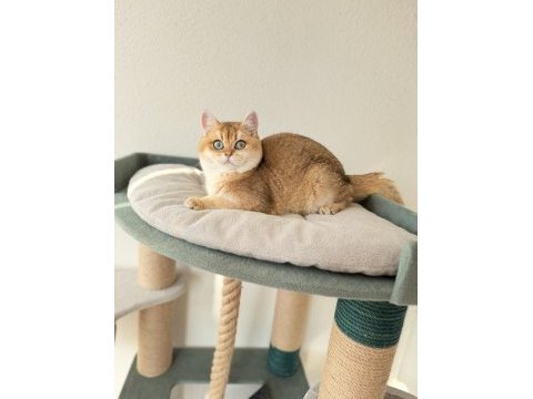 Safkan british shorthair yavrular