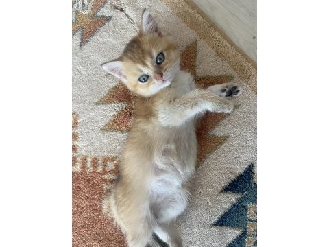 3.5 aylık erkek british shorthair