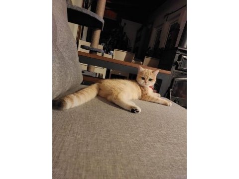 British shorthair golden 1 yaşında dişi