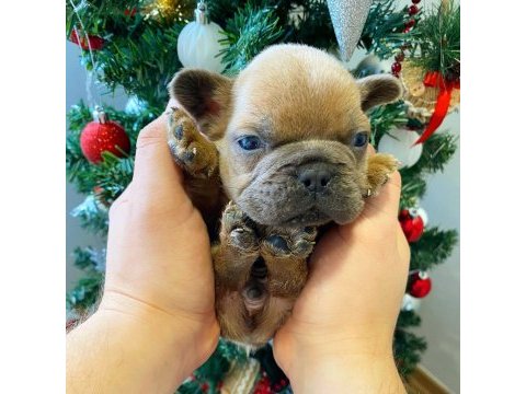 Üst düzey french bulldog yavrularımız