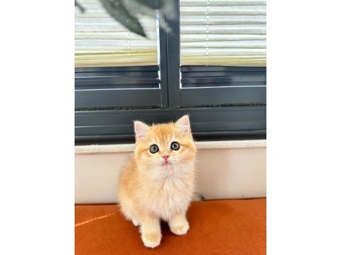 Golden shaded british shorthair dişi yavrumuz