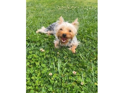 Wc eğitimli full aşılı bakımlı köpeğimiz